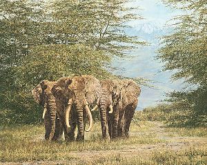 Amboseli Ancients by Simon Combes