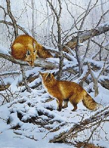 Courtship - Red Foxes by wildlife artist Bonnie Marris
