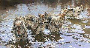 Catch of the Day - Wolves by wildlife artist Bonnie Marris