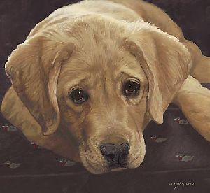 Best Loved Breeds: Yellow Labrador Retriever by John Weiss