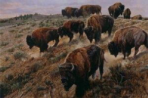 A Tricky Descent - Bison herd by wildlife artist Matthew Hillier