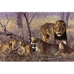 Bahati Ya Kawinda - family of lions by John Banovich