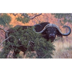 Black Gold - cape buffalo by John Banovich