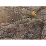 First Light - leopard resting by John Banovich