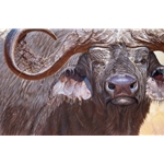 Headdress - portrait of cape buffalo by John Banovich