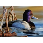 2021 Federal Duck Stamp - PRINT ONLY - Lesser Scaup by Richard Clifton