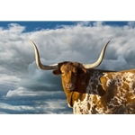 Texas Longhorn by Robert Dawson