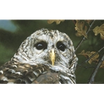 Up Close - Barred Owl by wildlife portrait artist Carl Brenders