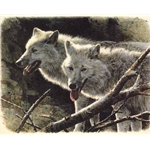 White Wolves - North American Portfolio by wildlife portrait artist Carl Brenders