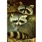 Yin and Yang - Raccoons by wildlife portrait artist Carl Brenders