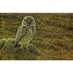 Burrowing Owl by Robert Bateman
