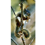 Fast Food - Squirrel by wildlife artist Carl Brenders