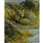 Curled Up - Swift Fox by Robert Bateman