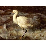 Island Shores - Snowy Egret by wildlife artist Carl Brenders