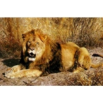 Kalahari - African Lion by wildlife artist Carl Brenders