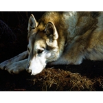 The Loner - Wolf by wildlife artist Carl Brenders