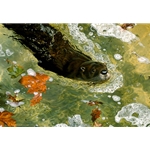 On a Mission - River Otter by wildlife artist Carl Brenders