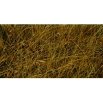 Eyes in the Grass - Lion by Robert Bateman