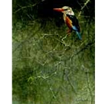 Greyhooded Kingfisher - Sappi Portfolio by Robert Bateman