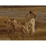 Lions at Dawn by Robert Bateman