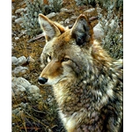Natural Survivor - Coyote by wildlife portrait artist Carl Brenders