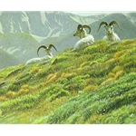 Mountain Meadow - Dall Sheep by Robert Bateman