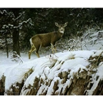 Mule Deer in Snow by Robert Bateman