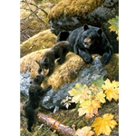 Nosing Around - Black bear and cubs by wildlife artist Carl Brenders
