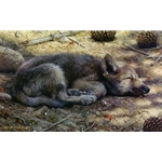 Down for the Count - Wolf Pup by wildlife artist Carl Brenders