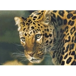 East of the Sun - Chinese Leopard by wildlife portrait artist Carl Brenders