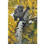 Silence is Golden - Great gray Owl by wildlife artist Carl Brenders
