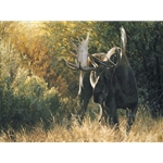 Sudden Encounter - Bull Moose by wilderness artist Carl Brenders