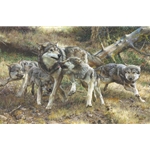 Disorderly Conduct - Wolves by wildlife artist Carl Brenders