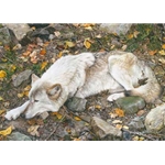 The Fall Guy - Tundra Wolf by wildlife artist Carl Brenders