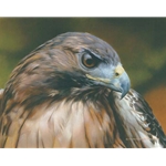 Red Alert - Red Tailed Hawk Portrait by wildlife artist Carl Brenders