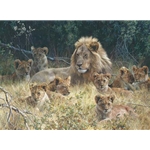 The Babysitter - African Lion with cubs by wildlife artist Carl Brenders