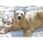 Mother of Pearls - Polar Bears by wildlife artist Carl Brenders