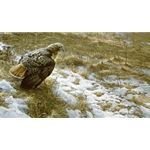 Spring Thaw - Red-tailed Hawk by Robert Bateman