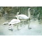 Trumpeter Swan Family by Robert Bateman