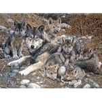 Den Mother - Wolf Family by wildlife artist Carl Brenders