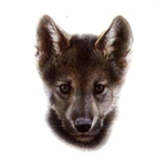 Wolf Scout #2 by wildlife portrait artist Carl Brenders