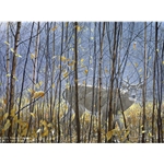 White-tailed Deer Through the Birches by Robert Bateman