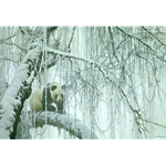 Winter Filigree - Giant Panda by Robert Bateman