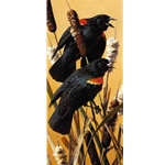 Red-winged Blackbird by wildlife artist Carl Brenders