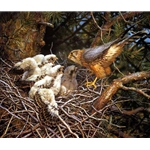 Merlins at the Nest by wildlife artist Carl Brenders
