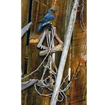 On the Old Farm Door - Eastern Bluebird by wildlife artist Carl Brenders
