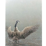 Stretching - Canada Goose by Robert Bateman