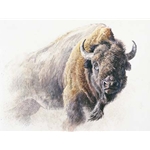 Bison Study by Robert Bateman