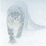 Out of the White - Snow Leopard by Robert Bateman
