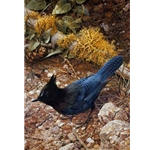 Steller's Jay by wildlife artist Carl Brenders